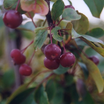 Malus 'Hamzam' 