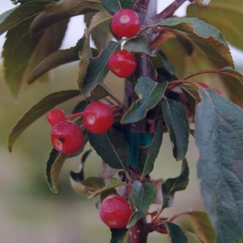 Malus 'Ivazam' 