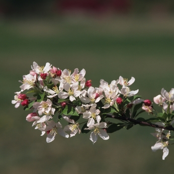 Malus 'Jewelberry'