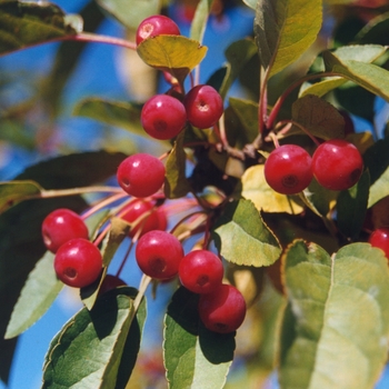 Malus 'Kinarzam'