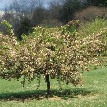 Malus 'Lullaby'