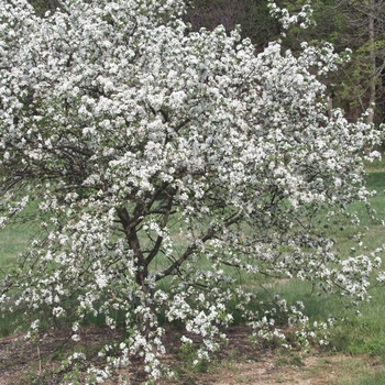 Malus 'Naragansett'