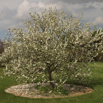 Malus 'Pond White'