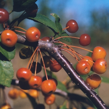 Malus x zumi 'Professor Sprenger'