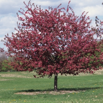 Malus x moerlandsii 'Profusion' 