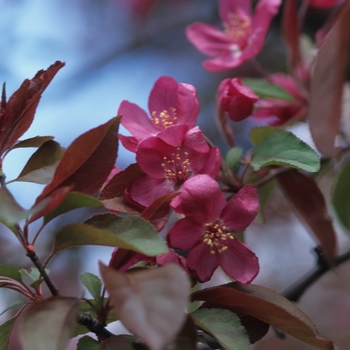 Malus 'Radiant'