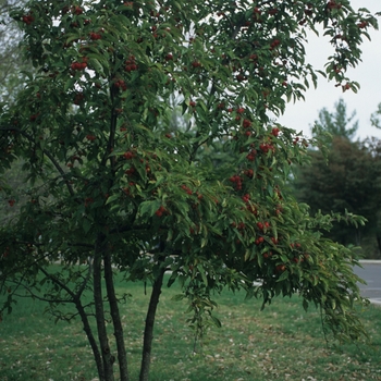 Malus 'Ralph Shay' 