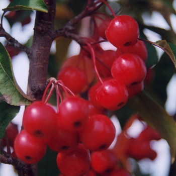 Malus 'Red Barron'