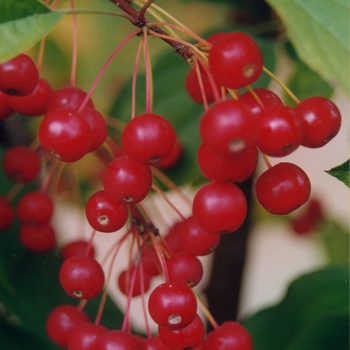 Malus 'Red Jewel™'