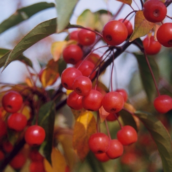 Malus 'Red Splendor'