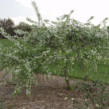 Malus 'Red Swan' 