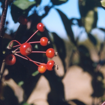 Malus 'Rejoice™'