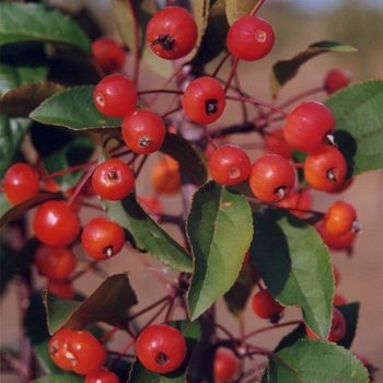 Malus 'Royal Scepter™' 