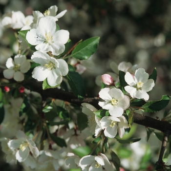 Malus 'Satin Cloud'