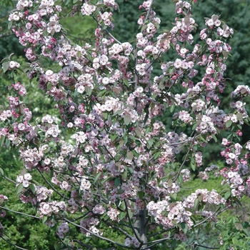 Malus 'Sbrazam' 