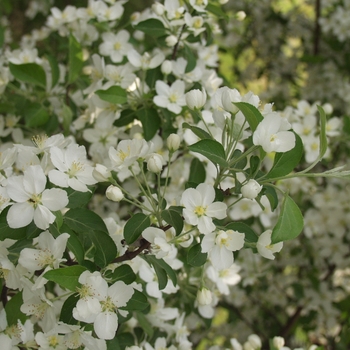 Malus 'Silver Moon'