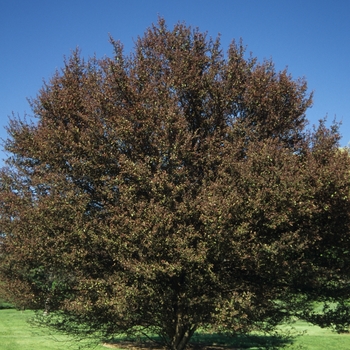 Malus 'Velvet Pillar'