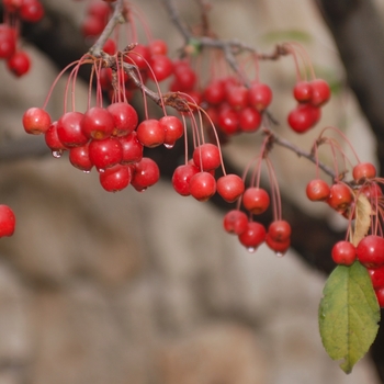 Malus 'White Angel' 