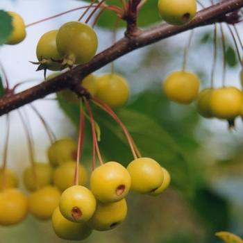 Malus 'Winter Gold'