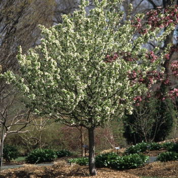 Malus baccata 'Walters' 