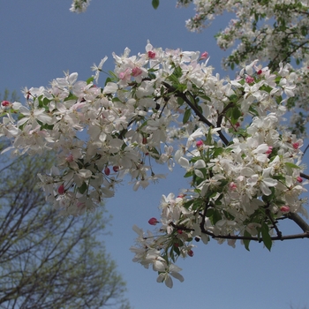 Malus floribunda 