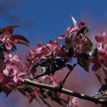 Malus purpurea 'Eleyi'