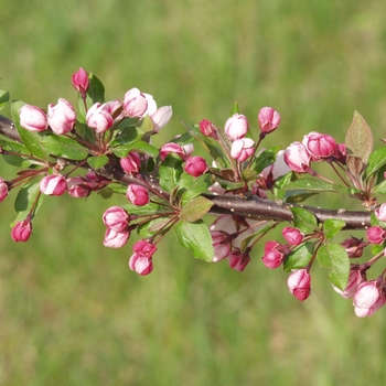 Malus sargentii 'Candymint'