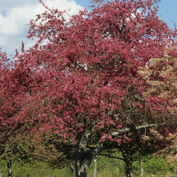 Malus 'Crimson Brilliant'