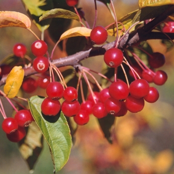 Malus x zumi var. calocarpa 