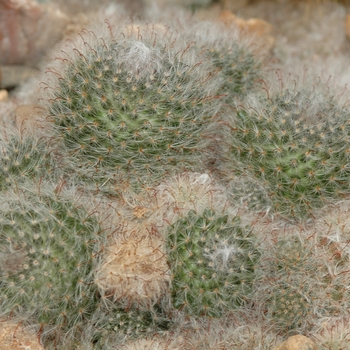 Mammillaria bocasana