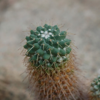 Mammillaria compressa 'Fulvispina' 