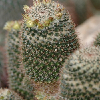 Mammillaria eichlamii