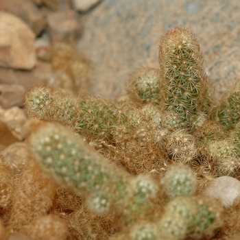 Mammillaria elongata