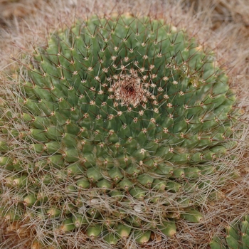 Mammillaria polyedra 