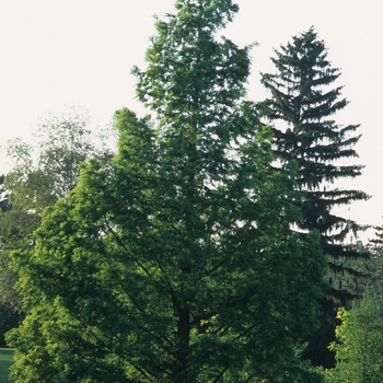 Metasequoia glyptostroboides 'National'