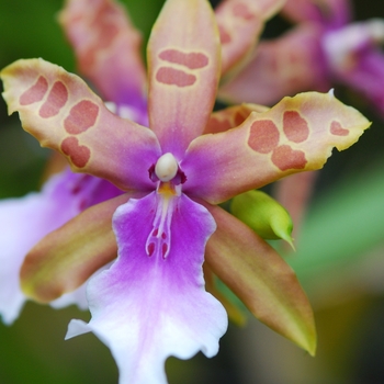 Miltonia grex 'Chocolate Drop' 