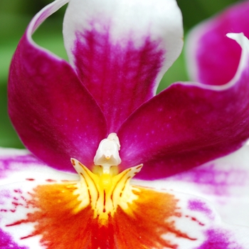 Miltonia grex 'Rodeo'