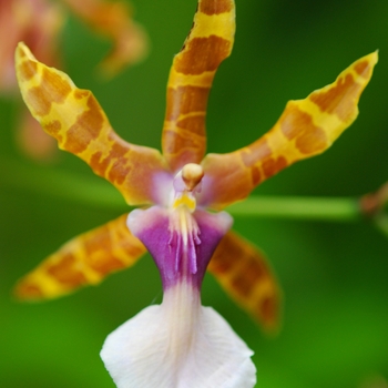 Miltonia grex 'Goodale Moir'