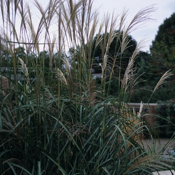 Miscanthus sinensis 'Goliath'