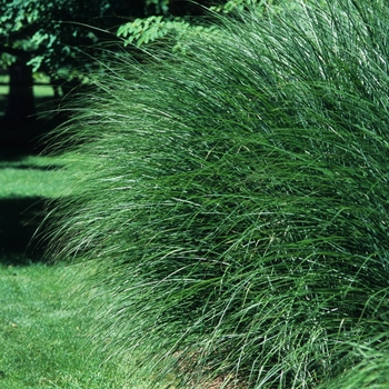 Miscanthus sinensis 'Herbstfeuer' 