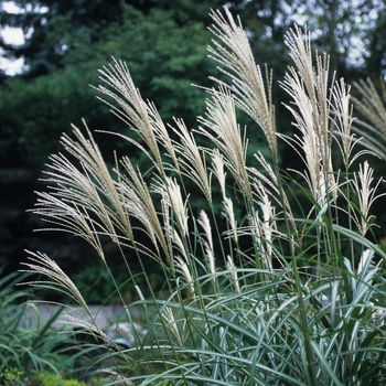 Miscanthus sinensis 'Kaskade'