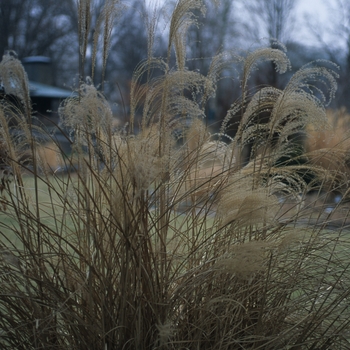 Miscanthus sinensis 'November Sunset'