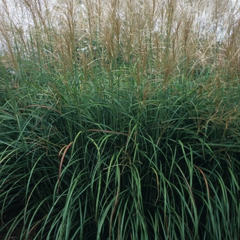 Miscanthus sinensis 'Positano'