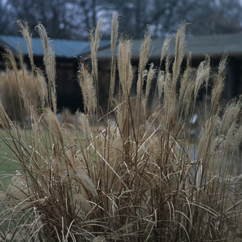 Miscanthus sinensis 'Puenkchen'