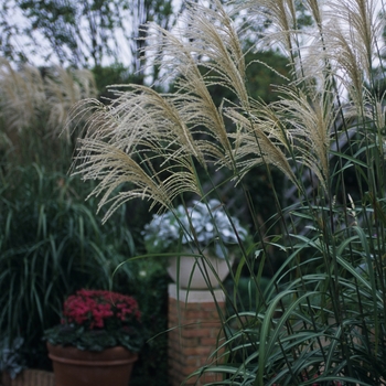 Miscanthus sinensis 'Roland' 