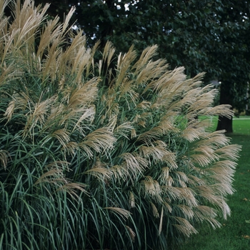 Miscanthus sinensis 'Silver Feather ('Silberfeder')' 