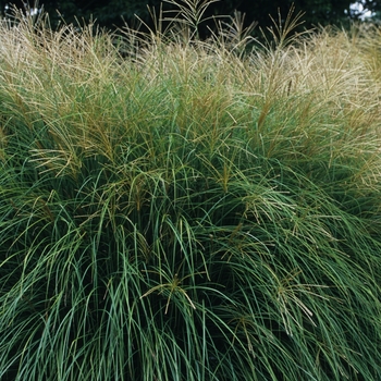 Miscanthus sinensis 'Yaka Jima' 