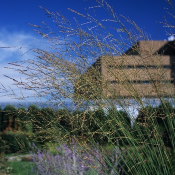 Molinia arundinacea 'Skyracer'