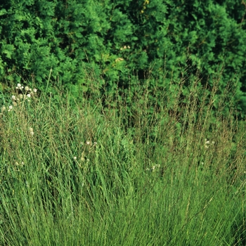 Molinia litorialis 'Windspiel' 