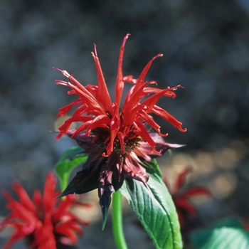 Monarda 'Jacob Cline'